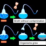 pasteurs_experiment
